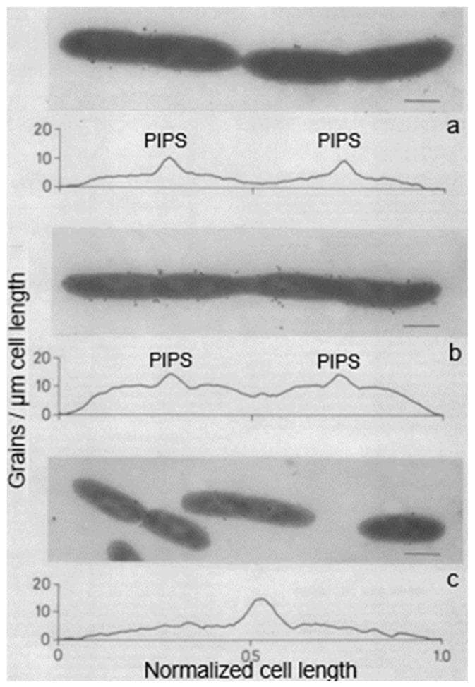 This composite educational graphic presents a microbiology analysis of bacterial cell wall synthesis using autoradiography and grain distribution profiling. It consists of three panels (a, b, and c), each featuring an electron micrograph of Escherichia coli alongside a corresponding quantitative graph.
Panels (a) and (b) demonstrate filamentous bacteria exhibiting abnormal cell morphology with multiple visible constrictions. The associated line graphs, which plot 'Grains / ยตm cell length' against 'Normalized cell length', show two distinct peaks labeled 'PIPS' (Penicillin-Insensitive Peptidoglycan Synthesis). These peaks correlate spatially with the cellular constrictions, indicating localized peptidoglycan incorporation sites when Penicillin-Binding Protein 3 (PBP3) is inhibited or non-functional.
Panel (c) displays normally dividing bacterial cells with shorter, rod-shaped morphology. The corresponding graph shows a single, sharp central peak at a normalized cell length of 0.5, representing focused peptidoglycan synthesis at the standard mid-cell division site. This comparison highlights the topography of cell envelope growth and the distinction between normal septal synthesis and penicillin-insensitive mechanisms in cell division mutants.
