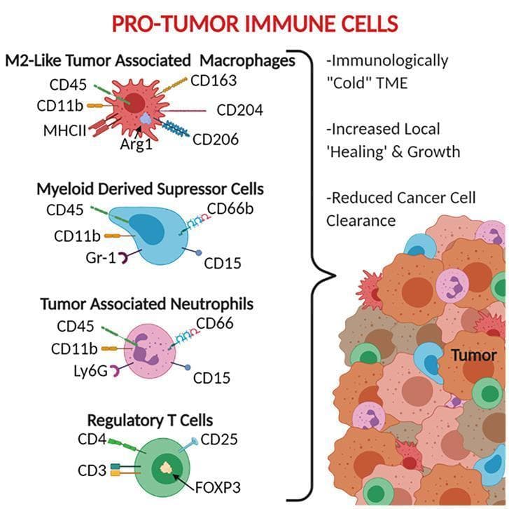 An educational infographic titled 'Pro-Tumor Immune Cells' illustrating the phenotypes and characteristics of immunosuppressive cells within the tumor microenvironment (TME). The diagram is divided into four cell categories with their respective surface and intracellular markers: 1) M2-Like Tumor Associated Macrophages (TAMs) showing markers CD45, CD11b, MHCII, CD163, CD204, CD206, and intracellular Arg1; 2) Myeloid Derived Suppressor Cells (MDSCs) identified by CD45, CD11b, Gr-1, CD66b, and CD15; 3) Tumor Associated Neutrophils (TANs) labeled with CD45, CD11b, Ly6G, CD66, and CD15; and 4) Regulatory T Cells (Tregs) defined by CD4, CD3, CD25, and the transcription factor FOXP3. A summary bracket indicates that these cells collectively contribute to an immunologically 'cold' TME, characterized by increased local tissue healing and growth, and reduced cancer cell clearance. A visual schematic on the right depicts these immune cells infiltrating a heterogeneous tumor mass, representing their physical distribution in the stroma and margins.