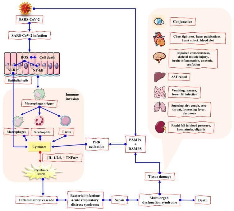 A medical illustration detailing the pathophysiology of SARS-CoV-2 infection leading to cytokine storm and multi-organ dysfunction syndrome (MODS). The left panel outlines a cellular pathway: infection of epithelial cells triggers ROS production, cell death, and activation of NLRP3 and NF-κB. This leads to an 'immune invasion' involving macrophages, neutrophils, and T cells, which release pro-inflammatory cytokines (IL-1, IL-2, IL-6, TNFα/γ). The resulting 'cytokine storm' drives an inflammatory cascade toward ARDS, sepsis, and MODS. A parallel pathway links PAMPs/DAMPs and PRR activation directly to tissue damage. The right panel displays organ-specific clinical manifestations: neurologic (anosmia, impaired consciousness), cardiovascular (chest tightness, heart attack), respiratory (dyspnoea, dry cough), gastrointestinal (vomiting, nausea), renal (haematuria, oliguria), and hepatic (raised AST). The progression culminates in a terminal stage labeled 'Death.' The diagram is designed for intermediate medical education, emphasizing the systemic inflammatory nature of COVID-19.