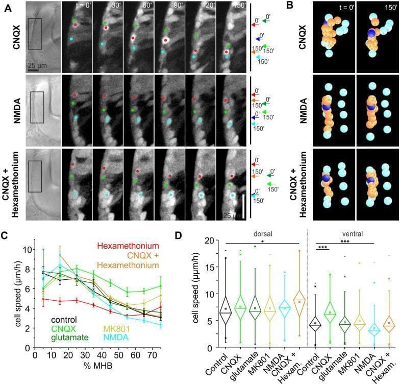 This composite educational graphic details the neurodevelopmental effects of glutamate and acetylcholine (ACh) on tegmental hindbrain nuclei (THN) migration along the midbrain-hindbrain boundary (MHB). Panel A displays time-lapse fluorescent microscopy stills (0–150 min) of zebrafish embryos under three experimental conditions: AMPA receptor blockade (CNQX), NMDA receptor activation (NMDA), and dual blockade (CNQX + hexamethonium). Colored dots track individual neuron positions, illustrating that CNQX increases migration distance, while NMDA markedly inhibits it. Panel B provides digital reconstructions of individual THN tracks (orange and dark blue spheres) after tissue-shift correction (cyan markers), highlighting the linear versus dispersed movement patterns. Panel C is a line graph plotting cell speed (µm/h) against the percentage of MHB progression, demonstrating that blocking AMPA receptors (green) prevents the natural slowing observed at the ventral MHB. Panel D presents statistical analysis via box and whisker plots, showing significant cell speed variances between dorsal and ventral regions under pharmacological treatments, including NMDA and MK801. The data suggests that glutamate acting via AMPA receptors serves as a localized 'slowdown' signal for differentiating neurons.