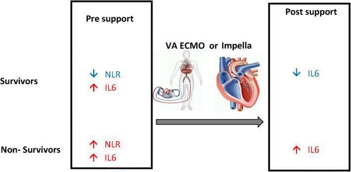 This medical infographic illustrates the prognostic value of inflammatory markers in cardiogenic shock patients undergoing percutaneous mechanical circulatory support (MCS). The diagram is divided into 'Pre support' and 'Post support' phases, centered around an illustration of VA ECMO and Impella devices. In the 'Pre support' phase, survivors are characterized by lower Neutrophil-to-Lymphocyte Ratio (NLR) levels (blue downward arrow) but elevated Interleukin-6 (IL6) levels (red upward arrow), whereas non-survivors exhibit elevations in both NLR and IL6. Following the transition to mechanical support ('Post support'), the infographic highlights a critical divergence in cytokine response: survivors demonstrate a significant reduction in IL6 levels (blue downward arrow), while non-survivors show a continued rise in IL6 (red upward arrow). The visual emphasizes the educational concept that successful hemodynamic stabilization via MCS is associated with a resolution of systemic inflammation (IL6 reduction), while persistent or increasing inflammation despite support correlates with poor clinical outcomes and mortality.