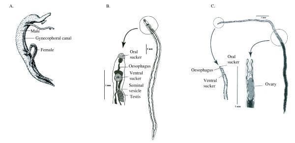 Educational anatomical diagram illustrating the sexual dimorphism and morphological features of Schistosoma species. The visual is divided into three sections: (A) A Schistosome pair during mating, highlighting the male's gynecophoral canal where the slender female resides. (B) A detailed view of a male schistosome, featuring a stout body and labeled internal structures including the oral sucker, oesophagus, ventral sucker, seminal vesicle, and multiple testes. (C) A detailed view of a female schistosome, showing its significantly longer and thinner morphology. Enlarged insets for the female specify the anterior attachment organs (oral sucker, oesophagus, and ventral sucker) and the reproductive system focusing on the ovary. The diagrams include 1 mm scale bars and use precise medical labeling to differentiate the male (stouter, with a ventral groove) from the female (longer, filiform). This content serves as a diagnostic reference for parasitology, specifically for identifying the morphological characteristics of blood flukes involved in human schistosomiasis.