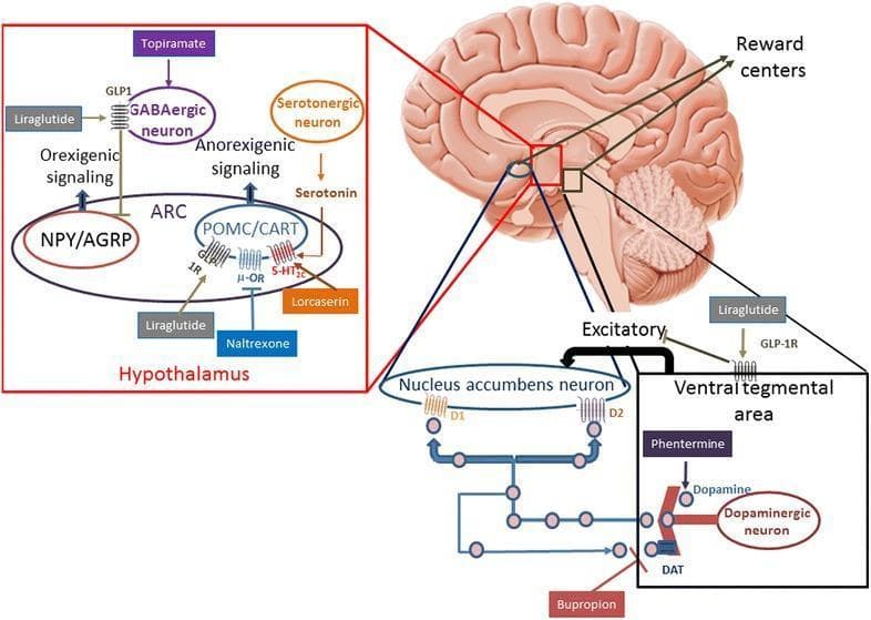 This medical illustration depicts the sagittal view of the human brain, focusing on the neurocircuitry of appetite and reward in the hypothalamus and ventral tegmental area (VTA). The diagram illustrates the mechanism of action for various antiobesity medications. In the magnified hypothalamus section (arcuate nucleus, ARC), orexigenic NPY/AgRP neurons and anorexigenic POMC/CART neurons are shown. Liraglutide is depicted acting on GLP-1 receptors (GLP-1R) on both GABAergic and POMC/CART neurons. Lorcaserin targets the 5-HT2C receptor, while Naltrexone blocks the μ-opioid receptor (μ-OR) to prevent feedback inhibition. Topiramate is shown interacting with GABAergic neurons. The lower magnified section highlights the reward system, where Phentermine and Bupropion influence dopaminergic signaling in the VTA and nucleus accumbens. Key neurotransmitters involved include dopamine (acting on D1/D2 receptors), serotonin, and GABA. Arrows indicate excitatory and inhibitory pathways leading toward cortical reward centers, demonstrating the integration of homeostatic appetite control and hedonic reward processing.