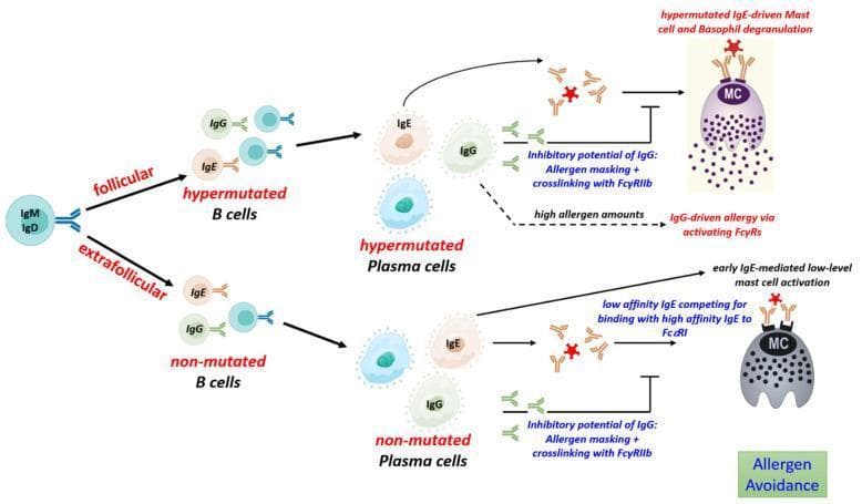 A detailed immunology flow diagram illustrating the B cell response to allergens via follicular and extrafollicular pathways. The process begins with naive IgM/IgD B cells. The 'follicular' pathway leads to somatic hypermutation, producing hypermutated B cells and subsequent hypermutated plasma cells. These secrete high-affinity IgE and IgG. High-affinity IgE binds to mast cells (MC) leading to robust degranulation. The 'extrafollicular' pathway results in non-mutated B cells and plasma cells secreting low-affinity IgE and IgG. This results in competition for FcεRI receptors and low-level mast cell activation. The diagram highlights the regulatory role of IgG, showing its inhibitory potential through allergen masking and crosslinking with FcγRIIb to suppress mast cell activation. Additionally, it notes that high allergen amounts can lead to IgG-driven allergy via activating FcγRs. Key molecular targets include FcεRI and FcγRIIb, while clinical outcomes focus on mast cell and basophil degranulation versus allergen avoidance.
