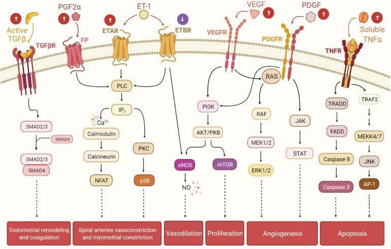 A complex pathophysiology diagram illustrating various cellular signaling pathways in the human endometrium, specifically highlighting mechanisms dysregulated in uterine fibroids. The flow begins with extracellular ligands binding to transmembrane receptors and concludes with functional physiological outcomes. Key pathways include: (1) TGF-β/SMAD signaling leading to endometrial remodeling and coagulation; (2) PGF2α/FP and ET-1/ETAR/ETBR signaling involving PLC, IP3, Calmodulin, and PKC cascades, which result in spiral artery vasoconstriction and myometrial constriction; (3) ETBR/VEGFR/PDGFR cross-talk through PI3K/AKT/mTOR and RAS/RAF/MEK/ERK pathways, driving vasodilation (via NO), proliferation, and angiogenesis; and (4) TNFα/TNFR signaling through Caspase cascades (apoptosis) and JNK/AP-1 pathways. Icons with upward arrows next to ligands like TGF-β, PGF2α, and VEGF indicate molecular upregulation typically seen in the presence of uterine fibroids. This educational diagram is targeted at an advanced level, illustrating how ligand-receptor interactions contribute to heavy menstrual bleeding and abnormal uterine vascular architecture.