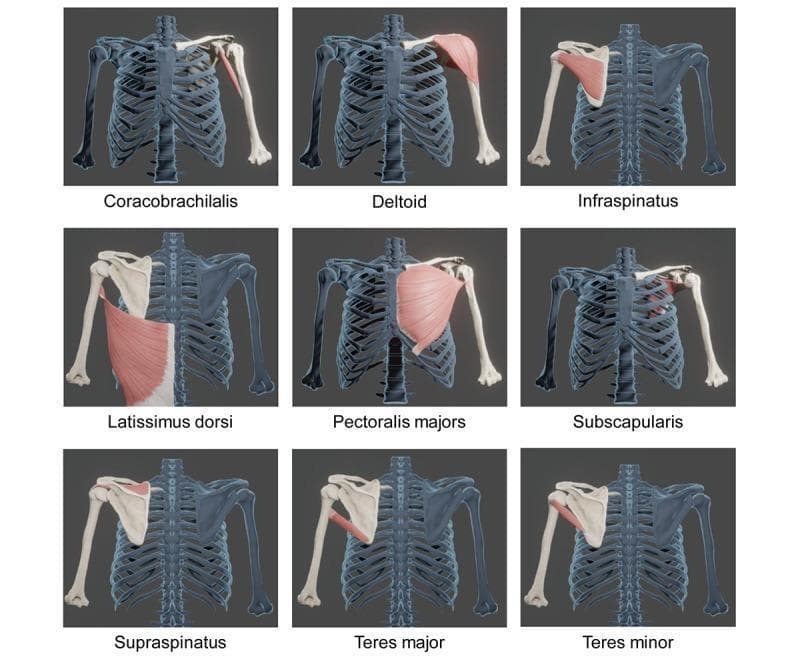 Anatomical diagram consisting of a 3x3 grid of 3D reconstructions showing specific muscles of the shoulder girdle and their skeletal attachments. Each panel highlights a single muscle in pink/red against a blue-gray skeletal model of the rib cage, clavicle, scapula, and humerus. The nine muscles depicted are: Coracobrachialis, Deltoid, Infraspinatus, Latissimus dorsi, Pectoralis major, Subscapularis, Supraspinatus, Teres major, and Teres minor. The models are based on CT-derived DICOM segmentation to illustrate precise origins and insertions. Key anatomical focuses include the rotator cuff group (supraspinatus, infraspinatus, subscapularis, and teres minor) and its relation to the humeral head and scapular fossa. Larger muscles like the deltoid and pectoralis major are shown in their anterior or lateral orientations, while the posterior view is utilized for the infraspinatus and teres muscles. This visual resource is designed for orthopedic and kinesiology education, emphasizing the spatial relationships and morphology of primary movers and stabilizers of the glenohumeral joint.