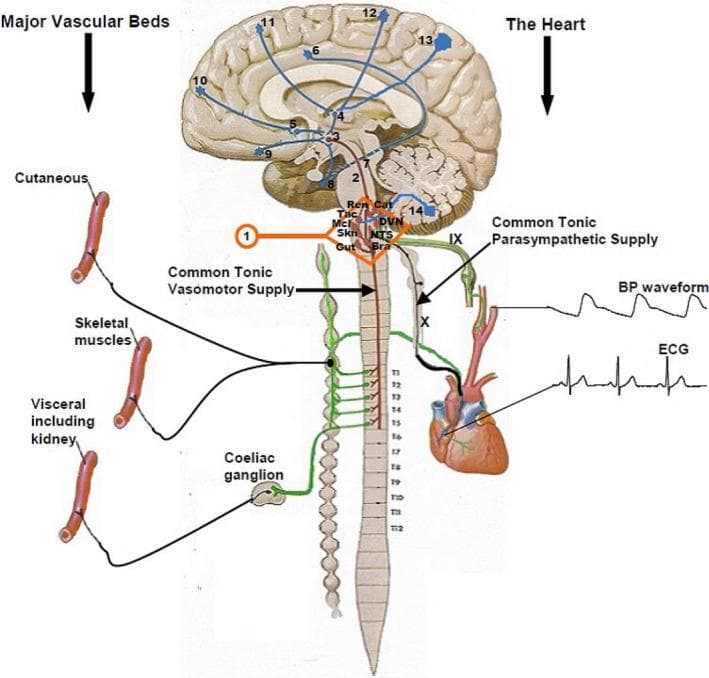 An anatomical and pathophysiology diagram illustrating the central autonomic regulation sites (CARS) within a mid-sagittal section of the human brain and spinal cord. The diagram maps 14 numbered CARS sites involved in cardiovascular control, including the prefrontal cortex, hypothalamus, and brainstem nuclei. In the medulla (CARS site 1), organotopic neurons are identified as regulating specific targets: skin (Skn), skeletal muscle (Mcl), visceral/gut (Gut), catecholamine release (Cat), and renal (Ren) systems. Key physiological pathways shown include the common tonic parasympathetic supply via the vagus nerve (X) and glossopharyngeal nerve (IX) to the heart, and the common tonic vasomotor sympathetic supply descending through the spinal cord (T1–T12). The diagram links these central pathways to major peripheral vascular beds (cutaneous, skeletal muscle, and visceral) and the heart. Educational features include representative ECG and arterial blood pressure (BP) waveforms, alongside anatomical landmarks like the coeliac ganglion, highlighting the integrated neural mechanisms of orthostatic blood pressure defense and cardiac chronotropic/inotropic regulation.