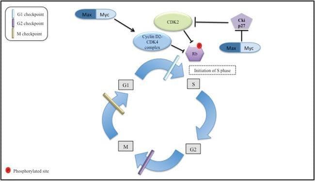 A pathophysiology diagram illustrating the regulatory influence of the Myc oncoprotein on the cell cycle machinery. The bottom section displays a circular flow of the cell cycle phases: G1, S (DNA replication), G2, and M (mitosis), marked with specific checkpoints (G1, G2, and M). The top section details the molecular signaling pathways involving the Max/Myc heterodimer complex. The Max/Myc complex is shown stimulating the Cyclin D2-CDK4 complex and CDK2, while simultaneously inhibiting Cki p27, a cyclin-dependent kinase inhibitor. These actions lead to the inactivation of the Retinoblastoma protein (Rb) through phosphorylation, indicated by a red 'P' tag. The downstream effect of Rb phosphorylation is depicted as the 'Initiation of S phase,' facilitating the transition from G1 to S phase. The diagram serves as an educational tool for understanding oncogenic signaling and cell cycle dysregulation in cancer biology.