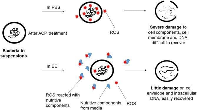 This pathophysiology diagram illustrates the mechanism of Atmospheric Cold Plasma (ACP) generated Reactive Oxygen Species (ROS) against bacteria in two different suspension media: Phosphate-Buffered Saline (PBS) and Beef Extract (BE). The diagram follows a comparative timeline from a healthy bacterial cell to its state after ACP treatment. In the PBS pathway (top), ROS (depicted as red stars) directly penetrate the bacterial cell, leading to 'Severe damage to cell components, cell membrane and DNA,' resulting in a ruptured cell wall and fragmented internal structures labeled as 'difficult to recover.' In the BE pathway (bottom), blue 'nutritive components' from the media act as scavengers, reacting with and neutralizing many ROS molecules. Consequently, fewer ROS reach the bacterium, leading to 'Little damage on cell envelope and intracellular DNA.' This visual explains the protective effect of organic matter/nutrient-rich environments against plasma-mediated antimicrobial efficacy, highlighting the clinical and industrial relevance of media composition in bacterial inactivation protocols.