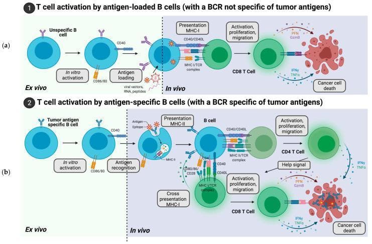 A pathophysiology diagram illustrating two pathways for B cell-mediated tumor-specific T cell activation. The diagram is divided into 'Ex vivo' and 'In vivo' stages across two panels: (a) T cell activation by antigen-loaded B cells and (b) T cell activation by antigen-specific B cells. In panel (a), an unspecific B cell is activated in vitro to express CD86/80 and CD40, then loaded with tumor antigens via viral vectors or peptides. In vivo, it presents antigens on MHC-I to activate CD8+ T cells via MHC-I/TCR and CD40/CD40L interactions, leading to CD8+ proliferation and secretion of lytic molecules (perforin, granzyme B) and cytokines (IFNy, TNFa) to induce cancer cell death. In panel (b), a tumor-specific B cell undergoes similar in vitro activation but utilizes its B-cell receptor (BCR) for in vivo antigen recognition. This pathway results in antigen presentation on MHC-II to activate CD4+ T cells and cross-presentation on MHC-I to activate CD8+ T cells. Additional costimulation via CD80/86 and CD28 is shown. CD4+ T cells provide a 'help signal' to CD8+ cells, resulting in a coordinated immune response and cancer cell lysis.