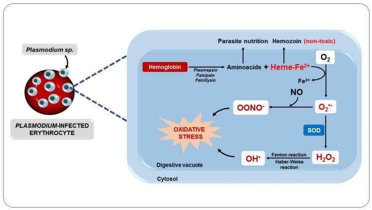 This pathophysiology diagram illustrates the metabolic processes within a Plasmodium-infected erythrocyte leading to oxidative stress. On the left, a red blood cell is shown infected with Plasmodium parasites. An enlarged view of the parasite's cytosol and digestive vacuole details the breakdown of host hemoglobin by proteases (Plasmepsin, Falcipain, Falcilysin) into amino acids for parasite nutrition and free Heme-Fe2+. While some heme is sequestered as non-toxic hemozoin, a portion undergoes oxidation. The diagram maps the biochemical pathway where Heme-Fe2+ reacts with O2 to produce superoxide (O2•−) and Fe3+. Superoxide is converted to hydrogen peroxide (H2O2) via superoxide dismutase (SOD), which then participates in the Fenton and Haber-Weiss reactions to generate hydroxyl radicals (OH•). Simultaneously, superoxide reacts with nitric oxide (NO) to form peroxynitrite (OONO−). Both OH• and OONO− are shown converging on a central 'Oxidative Stress' node, highlighting the generation of reactive oxygen and nitrogen species (RONS) as a consequence of intraerythrocytic malarial metabolism.