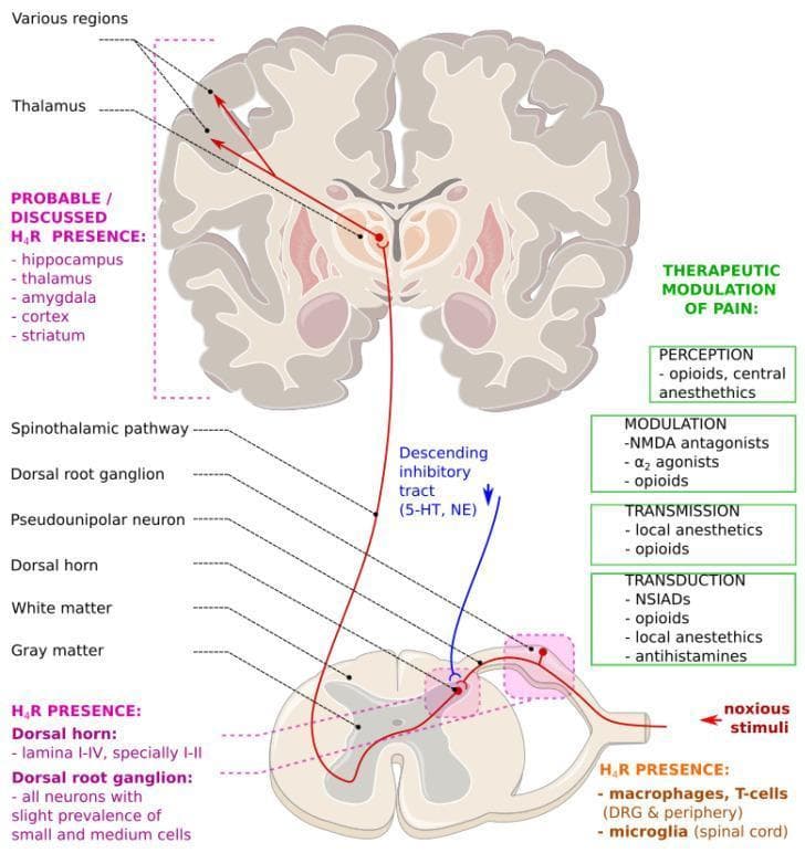 This medical illustration depicts a simplified schematic of the ascending and descending neuroanatomical pain pathways. The ascending pathway (red) illustrates nociceptive transmission from peripheral noxious stimuli through pseudounipolar neurons in the dorsal root ganglion to the dorsal horn. The signal travels via the spinothalamic tract to the thalamus and cortical regions for perception. The descending inhibitory tract (blue) originates in the brain and projects to the spinal cord, modulating pain transmission via serotonin (5-HT) and norepinephrine (NE). A green side panel categorizes therapeutic modulation of pain into four physiological processes: transduction (NSAIDs, local anesthetics), transmission (local anesthetics, opioids), modulation (NMDA antagonists, alpha-2 agonists), and perception (opioids, central anesthetics). The diagram also highlights the localization of Histamine H4 Receptors (H4R) in the brain (thalamus, hippocampus, cortex), spinal cord (dorsal horn lamina I-IV), and immune cells (macrophages, microglia), indicating their potential role as targets for analgesic pharmacology.