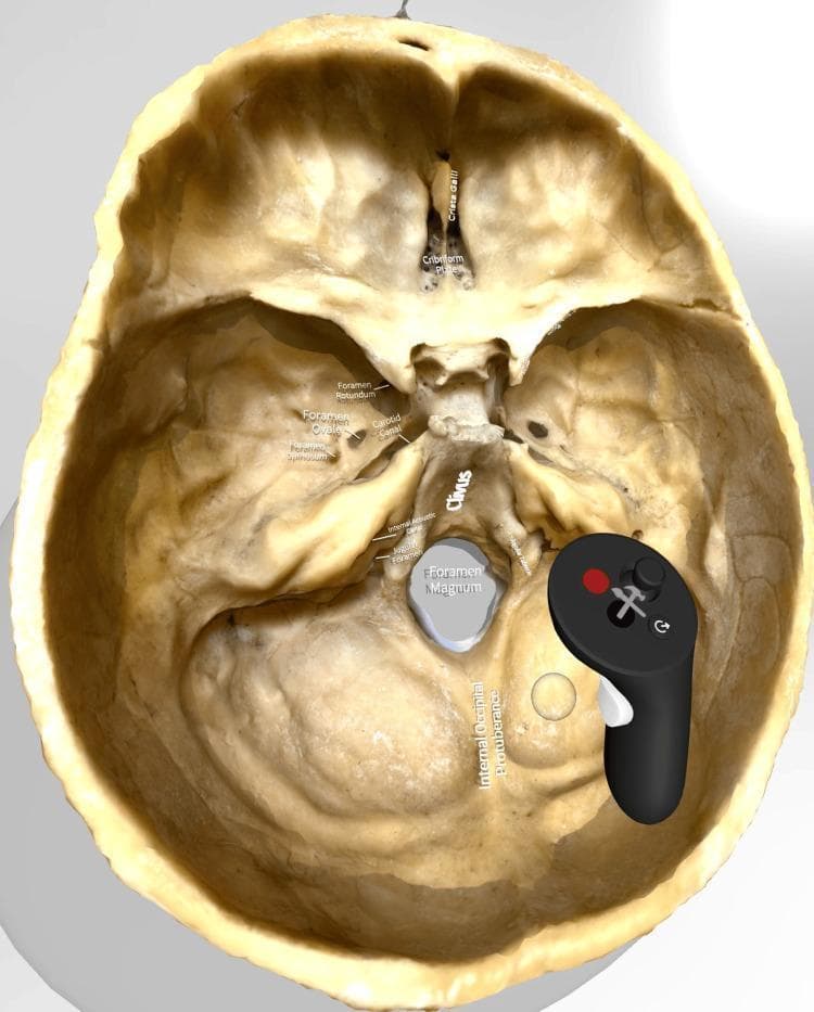 This image displays a highly detailed, three-dimensional digital model of the human skull base, viewed from a superior (internal) perspective. The model is presented within a virtual reality (VR) interface, indicated by the presence of a VR hand controller over the posterior region. Key anatomical landmarks and foramina across the three cranial fossae are clearly labeled. In the anterior cranial fossa, the crista galli and cribriform plate are marked. The middle cranial fossa shows annotations for the foramen rotundum, foramen ovale, foramen spinosum, and the carotid canal. Central landmarks include the sloping clivus and the large, centrally located foramen magnum. Within the posterior cranial fossa, the internal acoustic meatus, jugular foramen, and internal occipital protuberance are identified. This anatomical diagram serves as an educational tool for medical students and neuroanatomy trainees to study the complex spatial relationships of the skull base, including the pathways for cranial nerves and major vasculature.