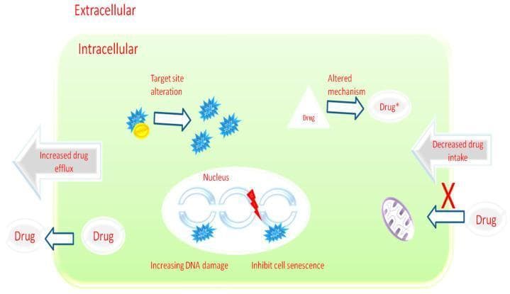 A pathophysiology diagram illustrating the cellular mechanisms of multidrug resistance (MDR) in cancer. The schematic divides the environment into extracellular and intracellular spaces, detailing multiple resistance pathways. Key mechanisms depicted include: 1) Transmembrane transport alterations: Increased drug efflux (via ABC transporters) and decreased drug intake, marked by a red 'X' preventing drug entry. 2) Target site alteration: Transition of molecular targets (yellow circles) into modified forms (blue star shapes) to prevent drug binding. 3) Drug inactivation: An 'Altered mechanism' shown transforming a standard 'Drug' into an inactive or modified 'Drug*'. 4) Nuclear mechanisms: The diagram highlights 'Increasing DNA damage' and the ability to 'Inhibit cell senescence' within the nucleus, involving enhanced DNA repair pathways. This visual summarizes how neoplastic cells evade chemotherapy through metabolic drug inactivation, mutation of cellular targets, and active expulsion of therapeutic agents to maintain cellular survival.