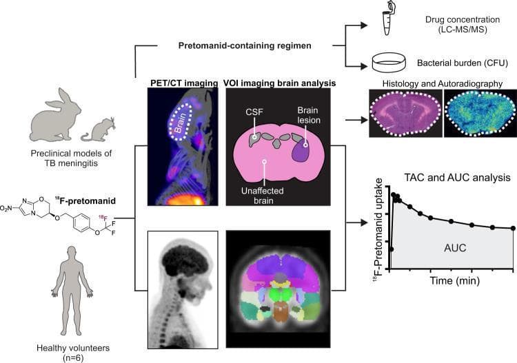 This infographic outlines the experimental design for translating 18F-pretomanid PET/CT imaging from preclinical models to clinical application in humans. The workflow begins with animal models (rabbit and mouse) of TB meningitis and healthy human volunteers (n=6). Both groups undergo dynamic PET/CT imaging to evaluate the biodistribution of 18F-pretomanid, a radiolabeled antitubercular drug. Key analytical steps illustrated include Volume of Interest (VOI) segmentation in the brain to differentiate drug penetration in the cerebrospinal fluid (CSF), brain lesions, and unaffected brain tissue. Pharmacokinetic data is captured through Time-Activity Curves (TAC) and Area Under the Curve (AUC) analysis, demonstrating radiotracer uptake and clearance over time. Preclinical validation is supplemented by direct measurement of drug concentrations using LC-MS/MS, bacterial burden quantification via Colony Forming Units (CFU), and high-resolution spatial mapping through histology and autoradiography. The diagram highlights the drug's ability to cross the blood-brain barrier and its potential as a molecular imaging tool for monitoring treatment regimens in central nervous system tuberculosis.