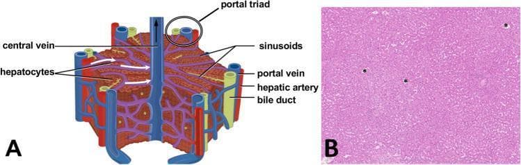 This educational image combines a schematic diagram (A) and a light microscopy photograph (B) illustrating human liver microanatomy. Part A is an anatomical diagram of a typical hepatic lobule, demonstrating its hexagonal structure. Key labeled components include the central vein at the lobule's core and the portal triad at the vertices, which consists of a hepatic artery, portal vein, and bile duct. It shows hepatocytes arranged in cords radiating toward the central vein, interspersed with sinusoids that facilitate fluid transport. Part B is a diagnostic histology image of human liver tissue stained with hematoxylin and eosin (H&E). The parenchyma is visible as a dense arrangement of pink-stained hepatic cords and clear, white-appearing sinusoids. Several central veins are marked with asterisks (*). The image provides a side-by-side comparison between the idealized anatomical model and actual clinical histology, suitable for medical students learning hepatology and tissue architecture.
