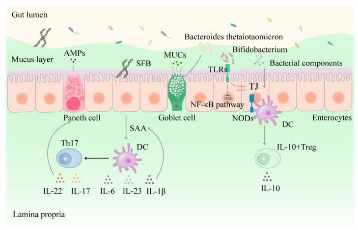 This pathophysiology diagram illustrates the complex interactions between the gut microbiota, the intestinal epithelial barrier, and the underlying mucosal immune system in the lamina propria. The top section depicts the gut lumen containing commensal bacteria like Bacteroides thetaiotaomicron and Bifidobacterium, alongside segmented filamentous bacteria (SFB) attached to the epithelial surface. A protective mucus layer is maintained by goblet cell secretion of mucoproteins (MUCs) and Paneth cell secretion of antimicrobial peptides (AMPs). The intestinal epithelial cell (IEC) layer, comprised of enterocytes, goblet cells, and Paneth cells, utilizes tight junctions (TJs) to maintain barrier integrity. Signaling via Toll-like receptors (TLRs), nucleotide oligomerization domains (NODs), and the NF-κB pathway is shown responding to bacterial components. Below the basement membrane, the lamina propria contains an active immune environment where dendritic cells (DCs) process antigens to stimulate T-helper 17 (Th17) and regulatory T (Treg) cells. The diagram highlights key cytokine pathways, including the production of IL-22, IL-17, IL-6, IL-23, and IL-1β in pro-inflammatory responses, and IL-10 for immune regulation, alongside serum amyloid A (SAA) signaling. This visual summary is essential for understanding intestinal homeostasis and the pathogenesis of gastrointestinal disorders like IBS-D.