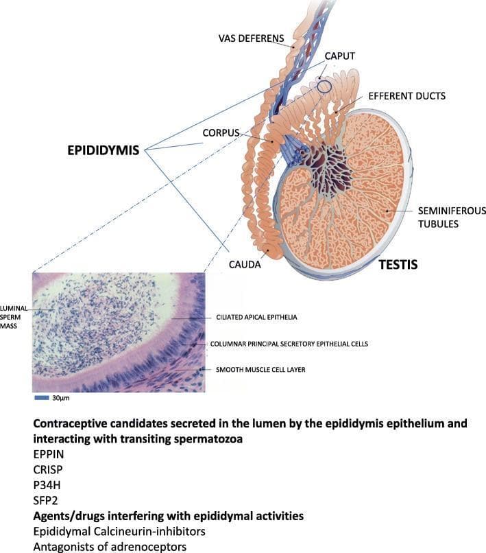 This educational graphic combines an anatomical diagram of the male reproductive system with a histological micrograph, illustrating the mammalian epididymis. The primary diagram shows the testis with internal seminiferous tubules connecting via efferent ducts to the epididymis, which is divided into three distinct segments: the caput (head), corpus (body), and cauda (tail). The cauda eventually transitions into the vas deferens. An inset micrograph, labeled with a 30μm scale bar, provides a high-magnification cross-section of an epididymal tubule. This histological view identifies four key components: the central luminal sperm mass, the ciliated apical epithelia, the underlying columnar principal secretory epithelial cells, and an external smooth muscle cell layer responsible for peristalsis. The image serves as a conceptual framework for understanding post-testicular sperm maturation and identifying potential contraceptive targets, such as EPPIN, CRISP, P34H, and SFP2, or pharmacological agents like calcineurin-inhibitors and adrenoceptor antagonists that interfere with epididymal function.