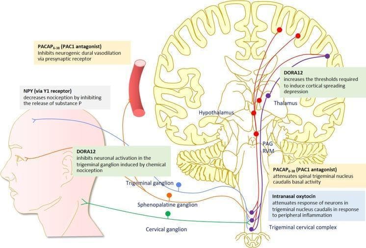 Hugging Face pmc clinical VQA raw