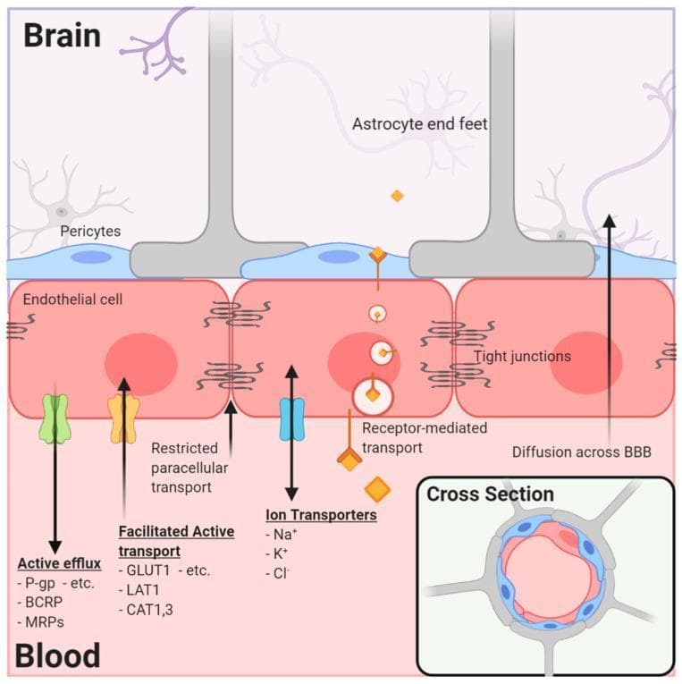 An anatomical and pathophysiology diagram of the human Neurovascular Unit (NVU) and Blood-Brain Barrier (BBB), illustrating cellular architecture and molecular transport mechanisms. The diagram depicts the specialized endothelial cells with their abluminal surface covered by pericytes and astrocytic endfeet. A cross-sectional inset shows the circumferential arrangement of these cells around the vessel lumen. Key structural features include tight junctions, which restrict paracellular transport. Five primary transport mechanisms are detailed: 1. Active Efflux (P-gp, BCRP, MRPs) moving substances from endothelial cells to the blood; 2. Facilitated Active Transport (GLUT1, LAT1, CAT1,3) for nutrient influx; 3. Ion Transporters (Na+, K+, Cl-); 4. Receptor-Mediated Transport involving vesicle trafficking; and 5. Passive Diffusion across the BBB. The illustration highlights the complex signaling and physical barriers required to maintain cerebral homeostasis and presents significant implications for neuro-oncology and CNS drug delivery pharmacology.