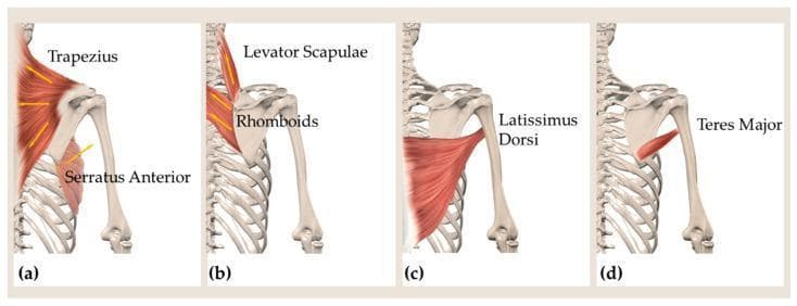 This medical illustration consists of four panels (a–d) depicting the musculoskeletal anatomy of the posterior shoulder and back. Panel (a) shows the trapezius (upper, middle, and lower fibers) with arrows indicating lines of action, alongside the serratus anterior originating from the ribs. Panel (b) illustrates the deep extrinsic muscles, specifically the levator scapulae and rhomboids, highlighting their attachment to the medial border of the scapula. Panels (c) and (d) focus on the muscles forming the posterior axillary border, showing the broad latissimus dorsi and the teres major as they insert onto the humerus. The diagram uses an anatomical posterior view to demonstrate muscular relationships with the axial skeleton (vertebrae and ribs) and the appendicular skeleton (scapula and humerus). This visual resource is designed for education on biomechanics and scapular kinematics, illustrating the primary muscles responsible for scapular rotation, elevation, and retraction, as well as movements of the glenohumeral joint.
