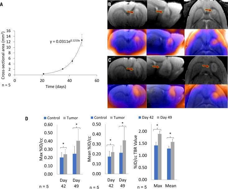 This figure presents multi-modal longitudinal imaging and quantitative data of glioblastoma (GBM10) growth in a rat model. Panel A displays a growth curve showing an exponential increase in tumor cross-sectional area (mm²) from day 21 to day 49. Panels B and C provide triplanar (coronal, sagittal, horizontal) 3D T2-weighted MRI and 18F-FET PET/MRI fusion images at days 42 and 49. T2-weighted images show a progressive hyperintense mass in the striatum (red arrows), while fusion images demonstrate corresponding intense 18F-FET radiotracer uptake, signifying increased amino acid transport. Panel D contains bar graphs quantifying PET activity. Significant increases (P < 0.05) are shown between day 42 and 49 for Max %ID/cc and Mean %ID/cc in the tumor volume of interest (VOI) compared to the contralateral control. Additionally, %ID/cc Tumor-to-Background Ratio (TBR) values (Max and Mean) confirm a significant rise in tumor metabolic intensity relative to normal brain tissue over the one-week interval, illustrating the aggressive progression of the malignancy.