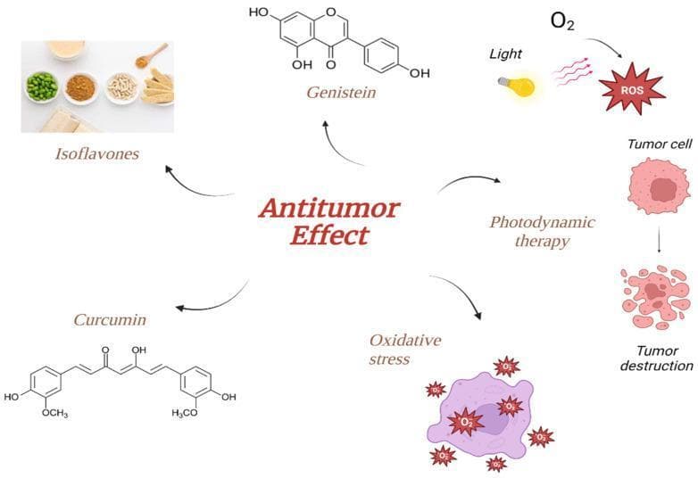 A pathophysiology diagram illustrating various mechanisms contributing to the 'Antitumor Effect,' specifically in the context of thyroid tumor treatment. The central infographic connects three major therapeutic influences: dietary phytochemicals, photodynamic therapy (PDT), and oxidative stress. On the left, phytochemicals are represented by a photograph of soy-based foods labeled 'Isoflavones' and the chemical molecular structures for 'Genistein' and 'Curcumin.' On the right, the mechanism of 'Photodynamic therapy' is depicted, showing the interaction of light and oxygen (O2) to generate reactive oxygen species (ROS), which lead to 'Tumor destruction' via the fragmentation of a tumor cell. The bottom section illustrates 'Oxidative stress' occurring within a cell, marked by multiple ROS icons. This educational schematic highlights the synergistic potential of combining natural plant compounds with light-based interventions to induce apoptosis or cellular disintegration in malignant cells.