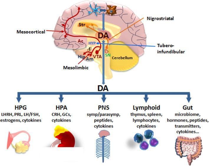 A pathophysiology diagram illustrating dopamine (DA) as a neuroendocrine-immunomodulator across central and peripheral systems. The top section presents a sagittal schematic of the human brain highlighting four major dopaminergic pathways: 1) Nigrostriatal (Substantia Nigra to Striatum), 2) Mesocortical (Ventral Tegmental Area to Prefrontal Cortex), 3) Mesolimbic (VTA to Nucleus Accumbens, Amygdala, and Hippocampus), and 4) Tuberoinfundibular (Hypothalamus). The diagram also shows bidirectional crosstalk between central DA and glial cells (astrocytes and microglia). The bottom section depicts DA's systemic influence on five key axes: the Hypothalamic-Pituitary-Gonadal (HPG) axis, the Hypothalamic-Pituitary-Adrenal (HPA) axis, the Peripheral Nervous System (PNS), the Lymphoid system (thymus, spleen, lymphocytes), and the Gut (microbiome and brain-gut axis). Each axis is accompanied by relevant mediators such as hormones (LHRH, PRL, GCs), neuropeptides, and cytokines, emphasizing the integrated role of dopamine in regulating autonomic, endocrine, and immune functions.