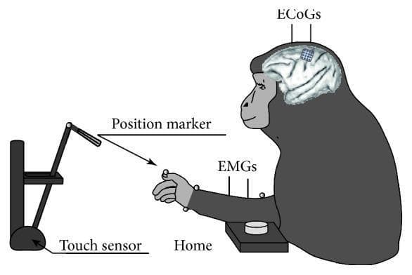 This medical research diagram illustrates an experimental setup for a neuromuscular Brain-Machine Interface (BMI) using a non-human primate model. The illustration depicts a seated macaque performing manual reaching and grasping tasks in a 3D workspace. Key anatomical and technological components include: 1) Cortical recording: A 4x4 platinum electrocorticography (ECoG) electrode array is shown implanted over the left primary motor cortex (M1) to capture brain activity. 2) Muscle activity: Electromyography (EMG) electrodes are placed on the right arm to record intrinsic motor signals from muscle groups. 3) Kinematic tracking: Spherical position markers are attached to the arm and hand, linked to a 3D tracking system to measure joint angles (shoulder and elbow). 4) Behavioral interface: The setup features a 'Home' button and a 'Touch sensor' with a knob to facilitate reaching, pulling, and releasing movements. The diagram outlines the data acquisition pathway where neural and muscular signals are decoded to drive external devices, such as the indicated robotic arm, for rehabilitative or assistive technology research.