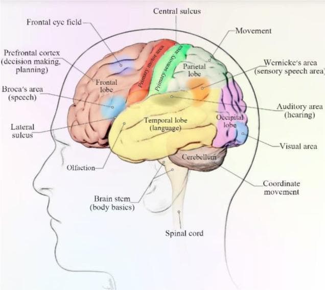 Anatomical diagram of the human brain from a lateral view, illustrating the four major lobes of the cerebral cortex and their functional localizations. The frontal lobe (tan) is shown at the anterior aspect, containing the prefrontal cortex (decision making), Broca's area (speech), and the frontal eye field. Posterior to the central sulcus is the parietal lobe (green), which houses the primary sensory area. The temporal lobe (yellow) is situated inferior to the lateral sulcus, highlighting areas for language, olfaction, and hearing. The occipital lobe (purple) is located at the posterior pole, containing the primary visual area. Key neuroanatomical landmarks labeled include the central and lateral sulci, which define lobar boundaries. The diagram also identifies the primary motor area (red) for movement, Wernicke's area for sensory speech at the temporal-parietal junction, and subcortical structures including the cerebellum (coordinate movement) and brain stem (body basics), transitioning into the spinal cord.