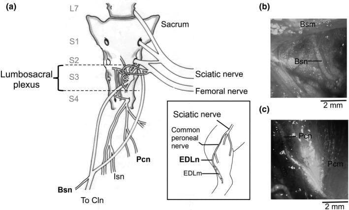 This composite educational graphic details the neuroanatomy of the lumbosacral plexus and associated pelvic floor nerves, using a female rabbit model as a translational surrogate. Panel (a) presents a schematic anatomical diagram of the sacrum and lumbosacral plexus, highlighting the plexus's origin between vertebral levels S2 and S4. Key motor nerves depicted include the bulbospongiosus nerve (Bsn) and the pubococcygeus nerve (Pcn), which are critical for pelvic floor function. An inset illustrates the extensor digitorum longus nerve (EDLn) branching from the sciatic nerve system, serving as a motor nerve control. Panels (b) and (c) provide macro-photographs of surgical dissections, showing the physical morphology of the Bsn and Pcn as elongated, light-colored fibers situated near their respective muscle insertions (Bsm and Pcm). Scale bars of 2 mm are provided for anatomical reference. The content is designed to illustrate the structural pathways and clinical relevance of pelvic innervation for studies regarding pelvic floor dysfunction and neuromuscular outcomes.