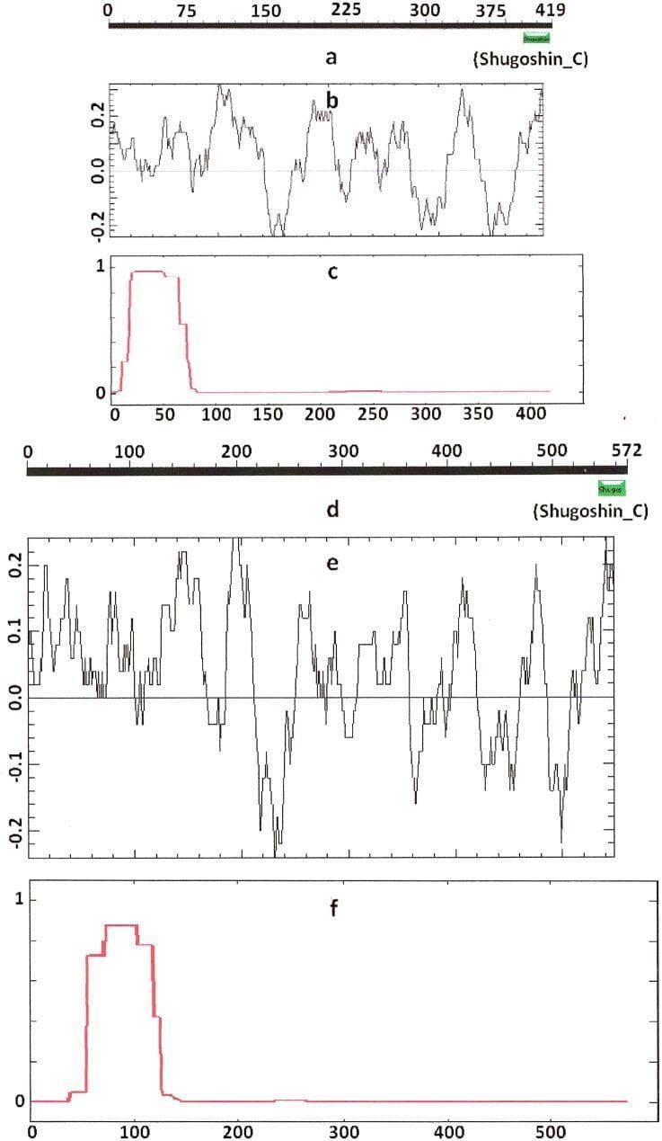 This image is a comparative bioinformatics diagram illustrating the secondary structure and biochemical properties of shugoshin proteins: A. thaliana SGO2 (top panels a-c) and SGO1 (bottom panels d-f). Panel (a) shows the primary sequence of SGO2 (419 amino acids) with a highlighted C-terminal 'Shugoshin_C' functional domain. Panel (d) shows SGO1 (572 amino acids) with a similar C-terminal domain. Panels (b) and (e) present line graphs of the electrostatic charge distribution across the protein length, oscillating between approximately -0.2 and 0.2, used to identify localized positive charge peaks. Panels (c) and (f) provide a COILS program prediction of the probability (0 to 1 on the y-axis) of forming alpha-helical secondary structures. In both proteins, a high-probability alpha-helical region is observed near the N-terminus, which corresponds with functional conservation despite low primary sequence similarity. This visualization is used in molecular genetics to compare mitotic (SGO2) and meiotic (SGO1) protein variants and their structural conservation in centromere localization.