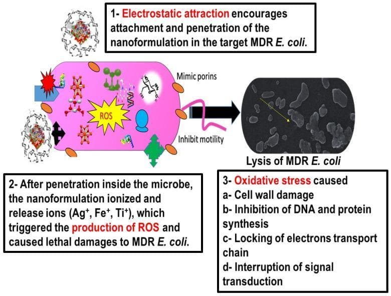 This infographic and diagnostic image set illustrates the antibacterial mechanism of a CIP-Ag/TiO2/Fe2O3/CS nanoformulation against multi-drug resistant (MDR) E. coli. The left side features a pathophysiology diagram depicting a bacterial cell undergoing the following stages: 1) Electrostatic attraction between the positively charged nanoformulation and the negatively charged cell wall leading to attachment and penetration; 2) Ionization and release of Ag+, Fe+, and Ti+ ions intracellularly, triggering Reactive Oxygen Species (ROS) production. Annotated mechanisms include porin mimicry, motility inhibition, and lethal damage to intracellular components. The right side contains an electron microscopy (FESEM) image labeled 'Lysis of MDR E. coli,' showing lysed, deflated, and irregularly shaped bacterial cells with disrupted membrane integrity. A corresponding text box summarizes oxidative stress outcomes: cell wall damage, inhibition of DNA and protein synthesis, blocking of the electron transport chain, and interruption of signal transduction. This educational content demonstrates targeted drug delivery and bactericidal activity relevant to treating antibiotic-resistant infections like bovine or human mastitis.