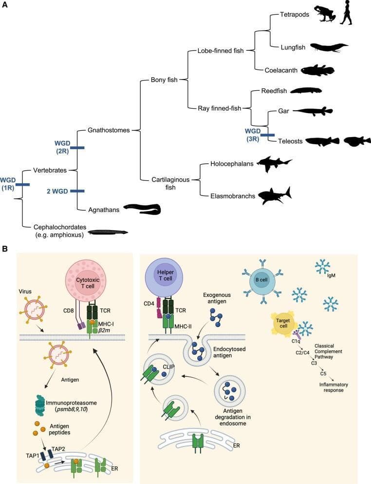 Educational medical schematic combining evolutionary biology and immunology. Section A depicts a phylogenetic tree of vertebrate lineages, highlighting whole-genome duplication (WGD) events (1R, 2R, and 3R) in the evolution of Gnathostomes, including cartilaginous fish, bony fish, and tetrapods. Section B provides a comparative pathophysiology diagram of the adaptive immune system. The left panel illustrates the MHC-I pathway: intracellular viral antigens are processed by the immunoproteasome (psmb8,9,10), transported via TAP1/TAP2 into the endoplasmic reticulum (ER), and presented to CD8+ cytotoxic T cells via the MHC-I/beta-2 microglobulin complex. The center panel shows the MHC-II pathway: exogenous antigens are endocytosed, degraded in endosomes, and loaded onto MHC-II molecules (facilitated by CLIP) for presentation to CD4+ helper T cells. The right panel demonstrates the classical complement pathway, where IgM bound to antigens on a target cell activates C1q, C2/C4, C3, and C5, leading to an inflammatory response. This visual summarizes key concepts in antigen processing and humoral immunity.