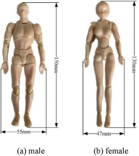 This educational image depicts two articulated anatomical human models used for simulated medical research, specifically for 3D point cloud acquisition and pose recognition. The image features a side-by-side comparison of a 'male' model (Figure a) and a 'female' model (Figure b). Both models exhibit visible ball-and-socket and hinge joints at the neck, shoulders, elbows, wrists, hips, knees, and ankles, allowing for posable clinical scenarios. The male model is characterized by a broader torso and a height of 150 mm with a base width of 55 mm. The female model displays narrower shoulders and a more tapered waist, with a height of 130 mm and a base width of 47 mm. These 1:12 scale plastic-like beige models serve as surrogates in experimental setups to analyze body mechanics, such as swimming postures or drowning detection algorithms, providing standardized anatomical references for diagnostic technology training.