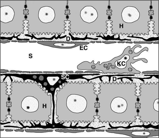 This medical anatomical diagram illustrates the microarchitecture of a liver sinusoid and its surrounding cellular environment. The central feature is the sinusoidal lumen (S), which is lined by a thin layer of fenestrated endothelial cells (EC). Interspersed along this endothelial lining within the lumen is a Kupffer cell (KC), identifiable by its irregular, stellate morphology and cytoplasmic extensions characteristic of resident macrophages. Between the endothelial layer and the neighboring hepatocytes (H) lies the narrow space of Disse (D). Within this space, a hepatic stellate cell (SC) is visible, exhibiting a dark, compact appearance with cytoplasmic projections that contribute to the extracellular matrix. The hepatocytes (H) are arranged in cords, featuring large nuclei and specialized borders facing the space of Disse. This diagram serves as an educational tool for understanding hepatic histology, specifically the relationship between blood flow in the sinusoids and the various specialized cells responsible for immune surveillance, metabolic processing, and structural support within the liver lobule.
