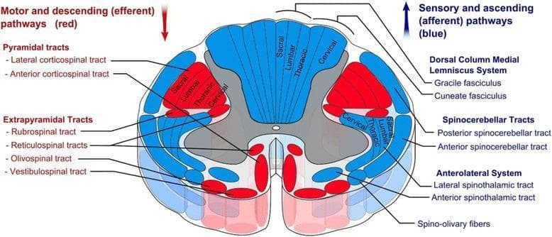 This medical anatomical diagram illustrates a transverse section of the human spinal cord, specifically detailing the organization of white matter tracts. The visual uses a color-coded schema to differentiate between motor and sensory pathways: descending (efferent) motor tracts are highlighted in red, while ascending (afferent) sensory tracts are shown in blue. Key anatomical structures identified include the Pyramidal tracts (lateral and anterior corticospinal tracts), Extrapyramidal tracts (rubrospinal, reticulospinal, olivospinal, and vestibulospinal), the Dorsal Column-Medial Lemniscus system (gracile and cuneate fasciculi), Spinocerebellar tracts, and the Anterolateral system (lateral and anterior spinothalamic tracts). A significant educational feature of the diagram is the depiction of somatotopic organization, showing the concentric arrangement of sacral, lumbar, thoracic, and cervical fibers within the lateral corticospinal and dorsal column tracts. The image provides a comprehensive overview of spinal cord neuroanatomy, useful for understanding clinical localization of spinal cord lesions and the functional topography of the central nervous system.
