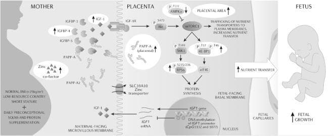 A pathophysiology diagram illustrating the integrative model of IGF-1 and mTOR signaling pathways in the maternal-placental-fetal unit. The visual is divided into three sections: Mother, Placenta, and Fetus. In the maternal circulation, increased levels of IGF-1, IGFBP-4, and Zinc (co-factor) are shown, alongside IGFBP-3, IGFBP-5, PAPP-A, and PAPP-A2. Within the placenta, IGF-1 interacts with the IGF-1 receptor (IGF-1R), triggering a signaling cascade through Akt (p-S473) to mTORC1. This pathway is regulated by AMPK-alpha (inhibited) and leads to the activation of S6K1, rpS6, and 4E-BP1, promoting protein synthesis. Placental PAPP-A is elevated, while nuclear activity shows DNA methylation of the IGF1 promoter affecting mRNA expression. The diagram illustrates that these molecular shifts increase placental area and nutrient transfer across the fetal-facing basal membrane into fetal capillaries. The cumulative effect, driven by preconceptional maternal supplementation (SQLNS), is indicated as enhanced fetal growth. The model specifically targets mechanisms in low-resource settings related to maternal nutritional status and fetal stunting.