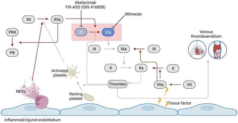 This pathophysiology diagram illustrates the coagulation cascade focusing on the central role of Factor XI (FXI) in venous thromboembolism. The visual depicts an inflamed/injured endothelial layer at the base, leading to the activation of the contact pathway (via FXII and NETs) and the extrinsic pathway (via Tissue Factor and FVII). Key clotting factors, including FXII, FXI, FIX, FX, and Thrombin, are shown as oval nodes interconnected by arrows representing biochemical activation. A highlighted pink box focuses on the conversion of FXI to FXIa, noting pharmacologic inhibitors like Abelacimab, FXI-ASO, and Milvexian. The diagram differentiates between resting and activated platelets and includes an icon for venous thromboembolism featuring pulmonary embolism and deep vein thrombosis. Dark brown arrows indicate pathways unaffected by FXI inhibition, while lighter grey arrows signify the attenuated thrombin formation pathway. This educational material is designed for medical students and clinicians studying hematology, pharmacology, and cardiovascular medicine.