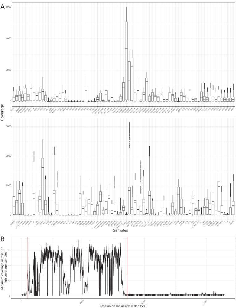 This figure presents genetic sequencing data analysis for maxicircle DNA (mitochondrial genome) coverage across 151 Leishmania isolates, supporting research into human visceral leishmaniasis. Panel A is a comparison chart featuring multiple boxplots. Each plot represents a specific sample (x-axis), showing the median, quartiles, and range of sequencing coverage (y-axis). This visualization highlights the significant variability in maxicircle DNA abundance and mapping success across different clinical isolates. Panel B is a line graph showing the minimum sequencing coverage across 116 high-coverage samples as a function of the nucleotide position on the L. donovani LV9 maxicircle reference (x-axis). The black line illustrates a fluctuating coverage profile, indicating regions of high and low mapping confidence along the mitochondrial genome. Two vertical red lines delineate a specific high-confidence region (approximately between positions 1,000 and 17,000) selected for subsequent phylogenetic reconstruction. This educational material demonstrates methods for qualifying genomic data and identifying conserved regions for species-level evolutionary analysis in parasitology and infectious diseases.