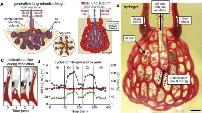 This composite educational image illustrates the 3D bioprinting of lung-mimetic structures for gas exchange studies, specifically mimicking the distal lung subunit. Panel A contains anatomical diagrams of a generative lung-mimetic design, showing air sacs (alveoli) and blood inlets/outlets within a computational bounding volume. Panel B is a clinical photograph of a 3D-printed hydrogel structure created via stereolithography. It features a red, lattice-like framework representing microvascular channels surrounding a central, translucent air sac ventilated by an air duct. Labels indicate the perfusion of deoxygenated (Deoxy) and oxygenated (Oxy) red blood cells (RBCs) through the hydrogel network. Panel C provides a time-series animation frame showing bidirectional flow during tidal ventilation. Panel J is a line graph tracking hematocrit (Hct), oxygen saturation (sO2), and partial pressure of oxygen (pO2) over multiple cycles of nitrogen (N2) and oxygen (O2) ventilation, demonstrating the model's functional gas exchange capacity. This material is used to teach respiratory physiology, tissue engineering, and the development of 3D bioprinted organs.
