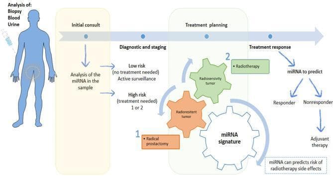 This medical flowchart illustrates the clinical pathway for personalized prostate cancer management utilizing microRNA (miRNA) analysis. The diagnostic sequence begins with an 'Initial Consult' where biological samples (biopsy, blood, or urine) are collected for miRNA profiling. These molecular markers guide 'Diagnostic and Staging,' stratifying patients into 'Low Risk' for active surveillance or 'High Risk' requiring intervention. During 'Treatment Planning,' the miRNA signature helps differentiate between 'Radiosensitive' and 'Radioresistant' tumor phenotypes. This distinction dictates the therapeutic approach: radical prostatectomy (Option 1) for radioresistant tumors or radiotherapy (Option 2) for radiosensitive cases. Post-treatment, miRNAs serve as biomarkers for 'Treatment Response,' predicting if a patient is a 'Responder' or 'Nonresponder.' In the latter case, adjuvant therapy is indicated. Additionally, the algorithm highlights the utility of miRNA signatures in predicting the risk of radiotherapy-related side effects, facilitating precision oncology by optimizing therapeutic efficacy while minimizing toxicity.
