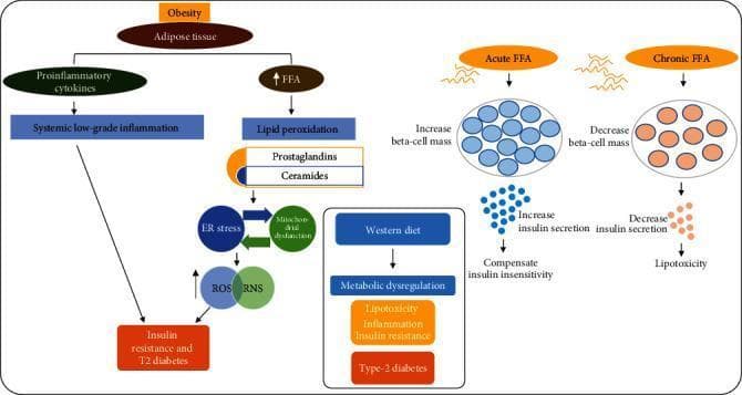 This pathophysiology diagram illustrates the metabolic pathways linking obesity, adipose tissue, and free fatty acids (FFAs) to insulin resistance and Type 2 diabetes (T2D). The flow is divided into several interconnected mechanisms. On the left, obesity-driven adipose tissue expansion releases proinflammatory cytokines leading to systemic low-grade inflammation, while elevated FFAs induce lipid peroxidation and the accumulation of prostaglandins and ceramides. These metabolites trigger a cycle of endoplasmic reticulum (ER) stress and mitochondrial dysfunction, resulting in elevated reactive oxygen species (ROS) and reactive nitrosative stress (RNS). Together, inflammation and oxidative stress culminate in insulin resistance and T2D. On the right, a comparison chart shows the differential effects of FFA exposure on pancreatic beta-cells: acute FFA exposure increases beta-cell mass and insulin secretion to compensate for insulin insensitivity, whereas chronic FFA exposure decreases beta-cell mass and insulin secretion, leading to lipotoxicity. A central inset further links a Western diet to metabolic dysregulation, encompassing lipotoxicity, inflammation, and insulin resistance as drivers of Type 2 diabetes.