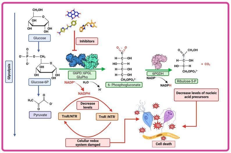 A pathophysiology diagram illustrating the therapeutic strategy of targeting the Pentose Phosphate Pathway (PPP) in parasites such as Giardia lamblia, Trichomonas vaginalis, and Plasmodium falciparum. The pathway begins with Glucose being converted to Glucose-6P. In a normal state, Glucose-6P is processed by the bifunctional enzyme G6PD::6PGL (or GluPho in Plasmodium), leading to the production of NADPH and 6-Phosphogluconate. The 6-Phosphogluconate is then acted upon by 6PGDH to form Ribulose-5-P and more NADPH. Visually, the diagram highlights a therapeutic intervention where small-molecule inhibitors block the G6PD::6PGL complex (indicated by a red inhibition bar). This inhibition results in two critical downstream effects: a decrease in Ribulose-5-P levels, leading to 'Decreased levels of nucleic acid precursors,' and a reduction in NADPH, which impairs the 'TrxR/NTR' redox cycle. The final consequence depicted is a 'Damaged cellular redox system,' characterized by increased reactive oxygen species (ROS) and metabolic deficiency, ultimately culminating in parasite cell death. The diagram integrates chemical structures, protein surface models, and parasitic morphology to demonstrate pharmacological mechanisms.