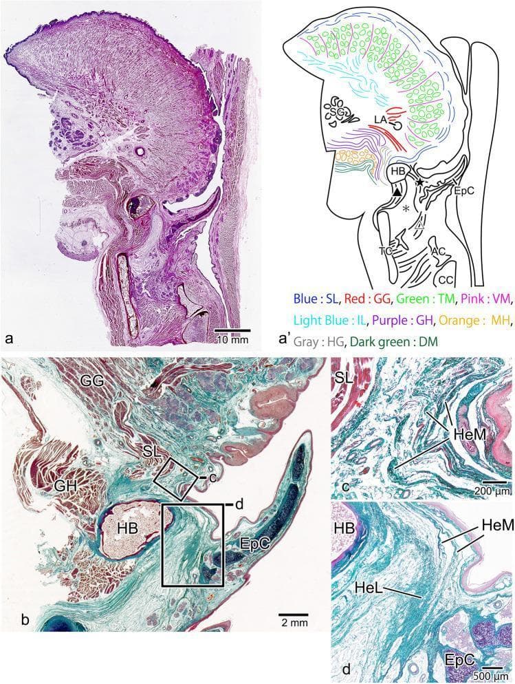 This figure presents a sagittal histological section of the tongue root and larynx, approximately 6-mm lateral to the midline, combining light microscopy with anatomical schematics. Panels (a) and (a') provide a macro-view and corresponding diagram identifying the intrinsic and extrinsic lingual muscles: superior longitudinal (SL), genioglossus (GG), vertical muscle (VM), and transverse muscle (TM). The GG muscle is notably restricted to the posterior region. Panels (b), (c), and (d) provide magnified views of the pre-epiglottic space. The histological images demonstrate the superior longitudinal lingual muscle (SL) exhibiting high continuity, effectively separating the genioglossus (GG) from the epiglottic cartilage (EpC). The hyoepiglottic membrane (HeM) is seen converging before reaching the SL muscle. Furthermore, the HeM merges with the hyoepiglottic ligament (HeL) to attach to the epiglottic cartilage. Key landmarks include the hyoid bone (HB), thyroid cartilage (TC), and cricoid cartilage (CC). This material illustrates the complex fibro-muscular relationships essential for understanding epiglottic movement and swallowing mechanics.