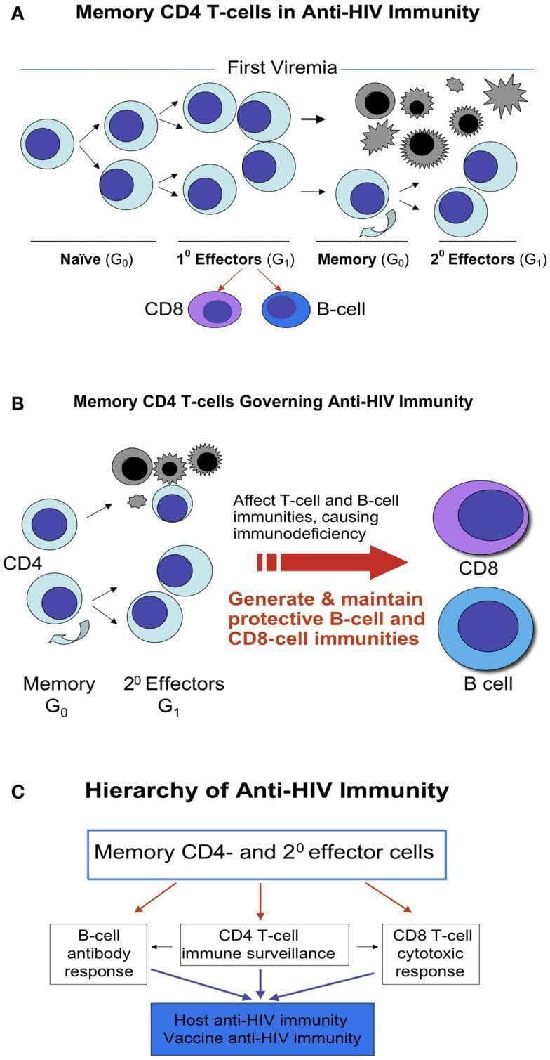 This medical illustration depicts the role and differentiation of memory CD4 T-cells in anti-HIV immunity across three panels. Panel A (Memory CD4 T-cells in Anti-HIV Immunity) shows the lineage from Naïve (G0) CD4 cells following first viremia, differentiating into 1st Effectors (G1). These further progress into Memory (G0) cells or 2nd Effectors (G1), with some cells undergoing apoptosis due to viral infection. It indicates CD4-dependent help for CD8 T-cells and B-cells. Panel B (Memory CD4 T-cells Governing Anti-HIV Immunity) illustrates the recall response where memory CD4 cells differentiate upon re-encountering HIV, highlighting their role in generating and maintaining protective B-cell and CD8-cell immunities, while noting that CD4 depletion causes immunodeficiency. Panel C (Hierarchy of Anti-HIV Immunity) presents a flow diagram positioning Memory CD4 and 2nd effector cells at the apex of a hierarchy. They regulate a B-cell antibody response, CD4 T-cell immune surveillance, and CD8 T-cell cytotoxic response, which collectively constitute host and vaccine anti-HIV immunity. The diagram emphasizes the 'commander-in-chief' role of CD4 memory cells in orchestrating both cellular and humoral immune responses.
