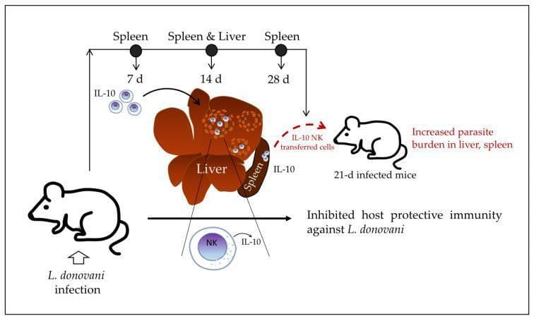 This pathophysiology diagram illustrates the immunoregulatory role of IL-10-producing natural killer (NK) cells during Visceral Leishmaniasis caused by Leishmania donovani infection in a murine model. The timeline tracks disease progression at 7, 14, and 28 days post-infection. At 7 days, IL-10 production begins in the spleen. By 14 days, the diagram shows a central representation of the liver and spleen where splenic NK cells migrate into liver granulomas, becoming a primary source of the immunosuppressive cytokine IL-10. Visual details include hepatic granulomas depicted as clusters of cells within the liver parenchyma. At 28 days, the model demonstrates an adoptive transfer experiment where IL-10-producing NK cells are transferred into 21-day infected recipient mice, resulting in an increased parasite burden in both the liver and spleen. The diagram concludes that these cells inhibit host protective immunity against L. donovani, shifting the immune response from pro-inflammatory to immunosuppressive during the late stages of infection.