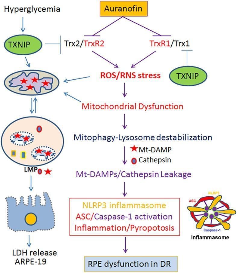 A pathophysiology diagram illustrating the signaling pathway through which auranofin and hyperglycemia-induced TXNIP contribute to Retinal Pigment Epithelium (RPE) dysfunction in Diabetic Retinopathy (DR). The flowchart depicts the inhibition of Thioredoxin/Thioredoxin Reductase systems (Trx2/TrxR2 and TrxR1/Trx1) by auranofin and TXNIP. This inhibition triggers Reactive Oxygen Species/Reactive Nitrogen Species (ROS/RNS) stress, leading to mitochondrial dysfunction. Downstream events include mitophagy-lysosome destabilization characterized by the leakage of mitochondrial Damage-Associated Molecular Patterns (Mt-DAMPs) and Cathepsins. This leakage activates the NLRP3 inflammasome, ASC, and Caspase-1, resulting in pro-inflammatory pyroptosis and cellular damage, evidenced by LDH release from ARPE-19 cells. The diagram uses anatomical illustrations of mitochondria, lysosomes, and the NLRP3 inflammasome complex to show cellular organelle involvement. This schematic summarizes the mitochondria-lysosome axis dysfunction and its role in chronic retinal neurodegenerative diseases including Diabetic Retinopathy, Age-related Macular Degeneration (AMD), and Retinitis Pigmentosa (RP).