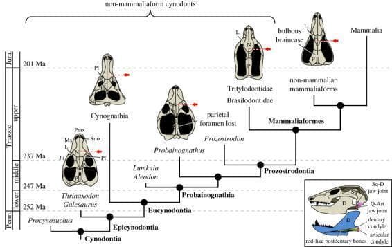 An evolutionary diagram and cladogram illustrating the cranial and mandibular morphology of Cynodontia leading to Mammalia. The main figure presents a phylogenetic timeline from the Permian to the Jurassic, showing dorsal views of skulls from taxa including Thrinaxodon, Cynognathia, Probainognathus, Tritylodontidae, and non-mammalian mammaliaforms. Key anatomical trends highlighted include the simplification of the circumorbital region (loss of prefrontal and postorbital bones) and the posterior migration of the internal choanae (indicated by red arrows), reflecting the development of the secondary palate. Labels identify cranial bones such as the Maxilla (Mx), Nasal (N), Frontal (F), and Parietal (P). An inset diagram focuses on the 'dual jaw joint' condition, showing a lateral view of the skull and a medial view of the mandible. It differentiates the ancestral quadrate-articular (Q-Art) joint from the derived squamosal-dentary (Sq-D) joint. The mandible illustration highlights the expansion of the dentary bone (D) and the reduction of postdentary bones into a rod-like structure, foundational to the evolution of the mammalian middle ear.