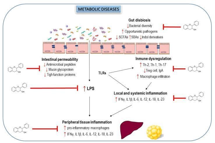 This pathophysiology diagram illustrates the interplay between gut dysbiosis, intestinal permeability, and systemic inflammation in the context of metabolic diseases, and the inhibitory role of flavanols. The top section depicts the intestinal lumen where metabolic disease leads to decreased bacterial diversity, increased opportunistic pathogens, and reduced short-chain fatty acids (SCFAs) and indole derivatives. This gut dysbiosis correlates with increased intestinal permeability (leaky gut) shown by decreased antimicrobial peptides, mucin glycoproteins, and tight junction proteins. The center of the diagram shows the translocation of lipopolysaccharides (LPS), which activates Toll-like receptors (TLRs). This signaling pathway triggers immune dysregulation (increased Th-1, Th-2, Th-17 cells and macrophage infiltration; decreased Treg cells and IgA) and local/systemic inflammation characterized by elevated pro-inflammatory cytokines (IFN̳, IL-1̣, IL-6, IL-12, IL-18, IL-23). The final stage shows peripheral tissue inflammation affecting the liver and adipose tissue. Flavanol molecules are visually placed as inhibitors (red flat-head arrows) at each key stage, demonstrating their therapeutic potential to modulate microbiota, restore barrier function, and reduce systemic endotoxemia and inflammation.